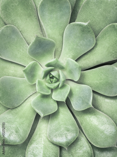 desert plant on white background photo