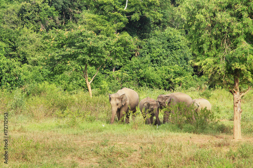 Asian elephant family in the wild. Cluster of asian elephants at Kui Buri National Park  Thailand.