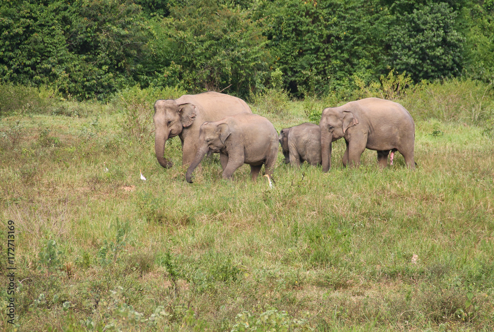 Fototapeta premium Asian elephant family in the wild. Cluster of asian elephants at Kui Buri National Park, Thailand.