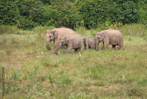 Asian elephant family in the wild. Cluster of asian elephants at Kui Buri National Park  Thailand.