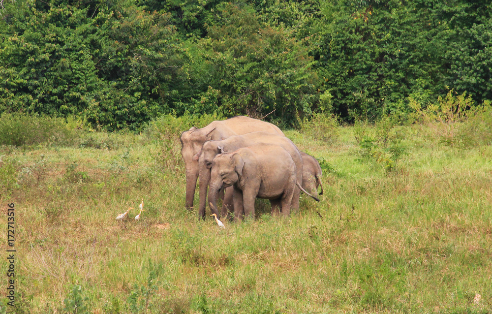 Naklejka premium Asian elephant family in the wild. Cluster of asian elephants in Thailand.