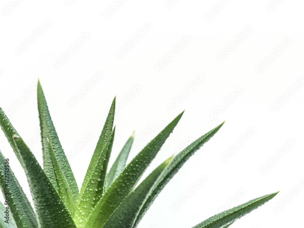 desert plant on white background desert plant on white background