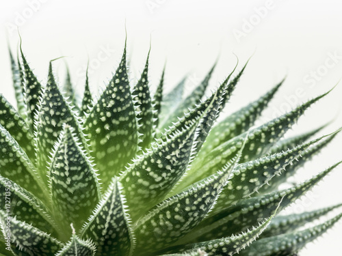 desert plant on white background