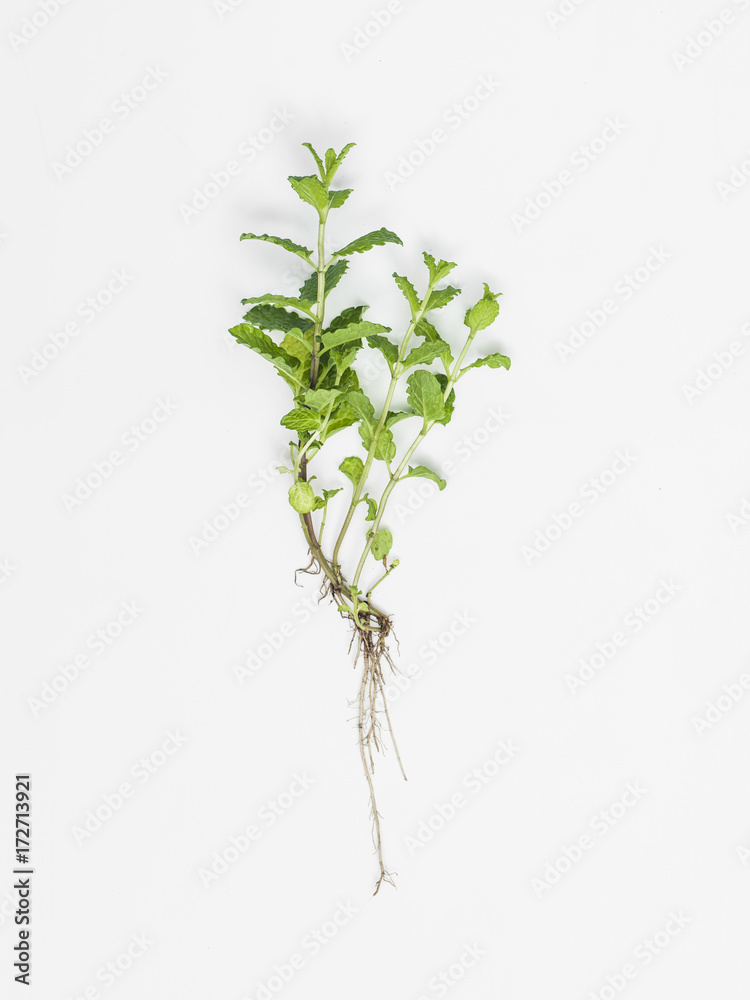 herbs on white background herbs on white background