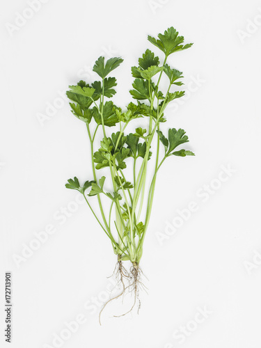 herbs on white background