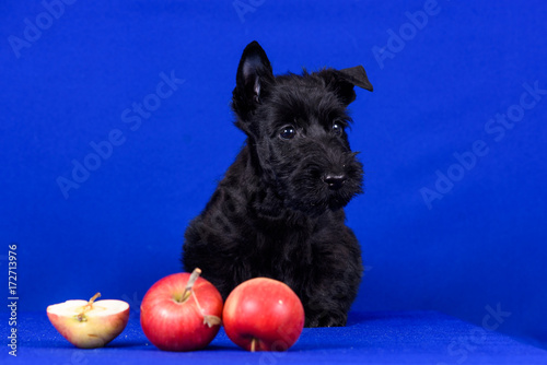 scottishterrier photo