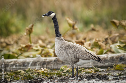 Goose in wetlands area.