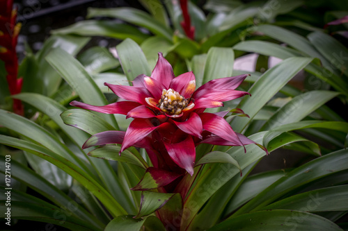 Red Bromeliads photo