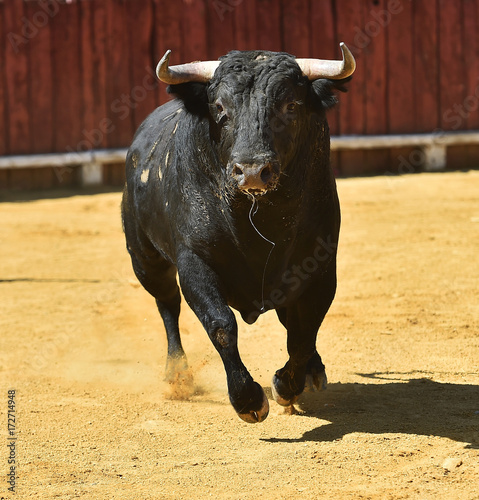 bull © alberto