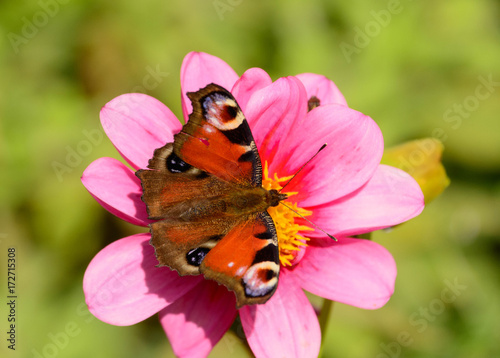 Schmetterling mit ausgebreiteten Flügeln auf einer Blüte