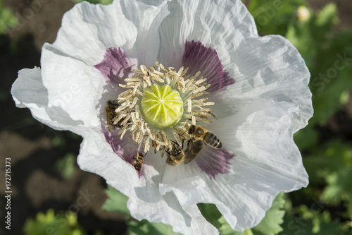 View of a poppy blossom with a pollinating bee.