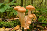 Mushrooms in the autumn forest after the rain