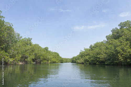 Mangrove trees in the water viewed from the sea surface