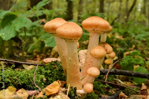 Mushrooms in the autumn forest after the rain