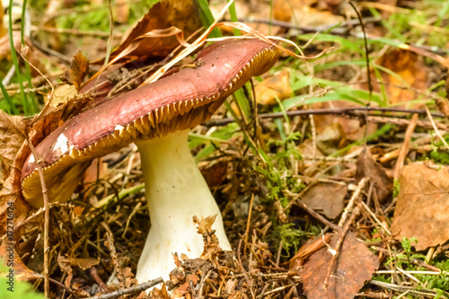 Mushroom russula closeup in a forest litter