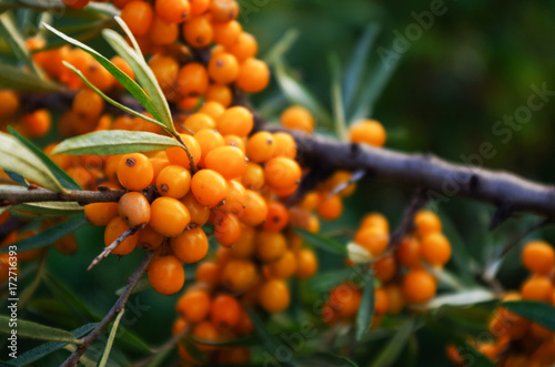 branch of orange sea buckthorn berries photo