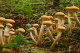 Edible mushrooms growing on dry fallen trees