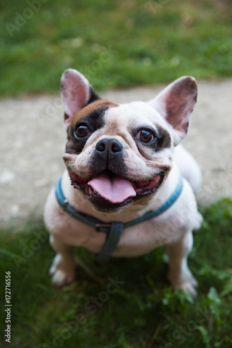 Fototapeta Naklejka Na Ścianę i Meble -  French bulldog / Young animal sitting down on the lawn and looking at the camera