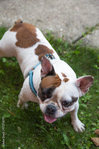 French bulldog / Young animal sitting down on the lawn and looking at the camera © RedThinkHead