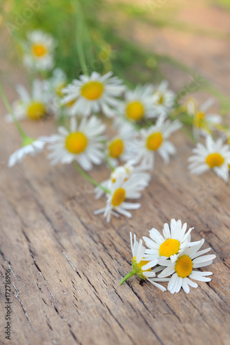 Chamomile flowers on wooden table