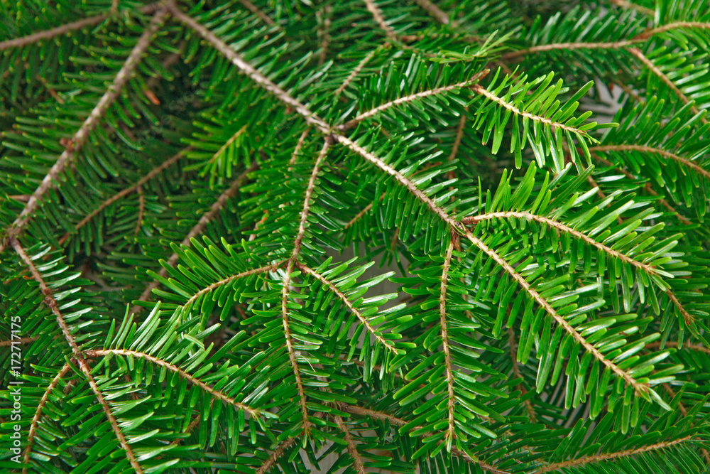 Christmas tree branches background Christmas tree branches background