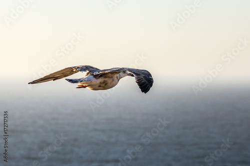 Single seagull flying over the ocean