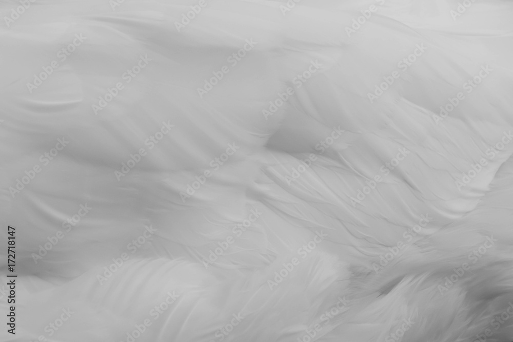 Obraz premium weiße flauschige Federn , Textur