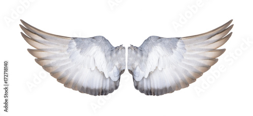 wings of birds on white background