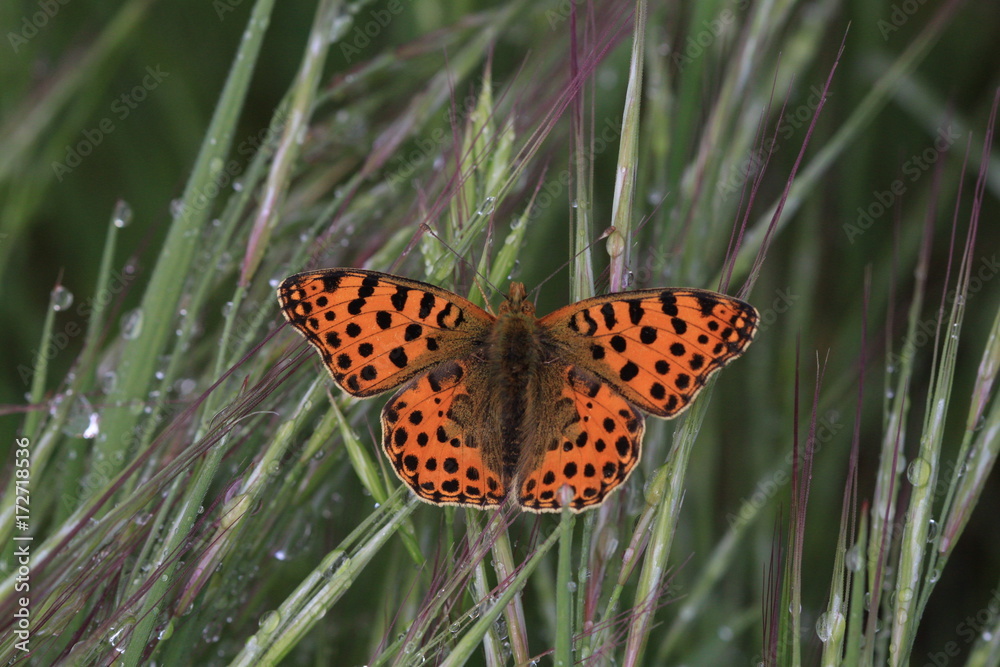 Obraz premium mariposa