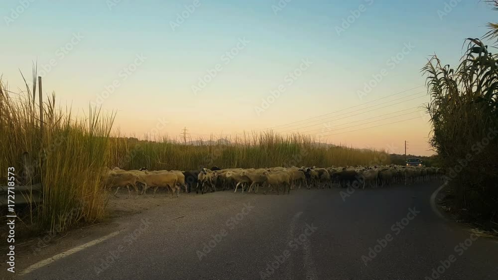 Sheep herd trespassing the road as the sun goes down against a beautiful background. Sheep herd trespassing the road as the sun goes down against a beautiful background.