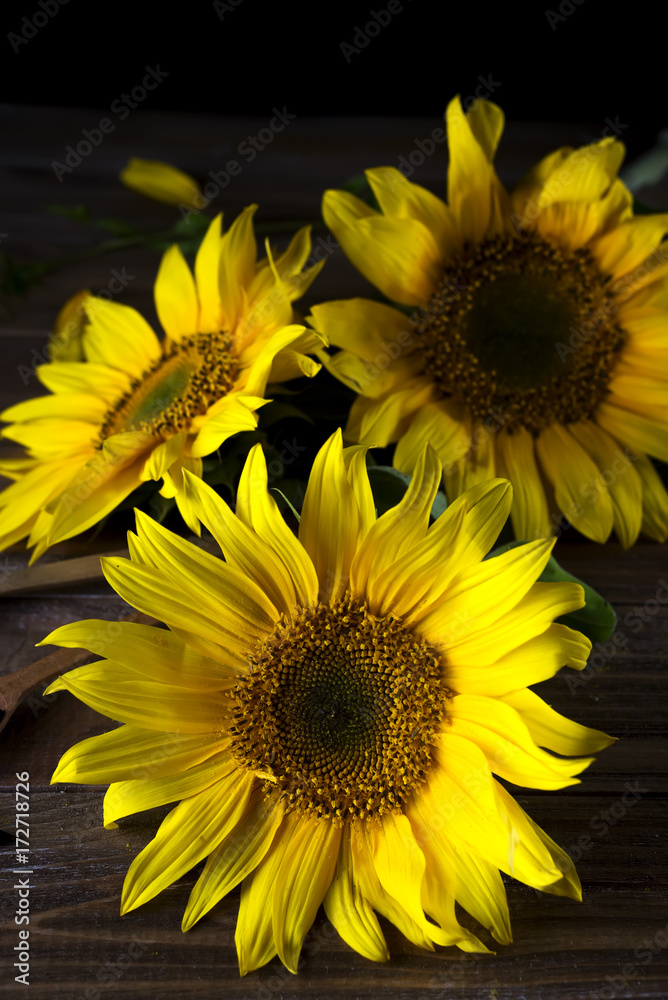 Obraz premium yellow sunflowers with seeds