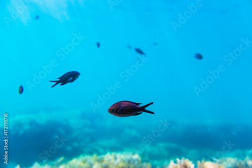 Black fishes in blue sea. Underwater photo with sun rays