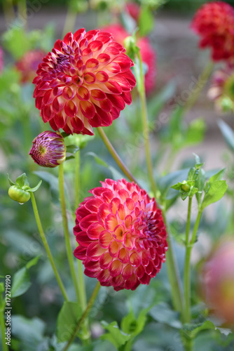 Fototapeta Naklejka Na Ścianę i Meble -  Dahlia pomopon rouge en été au jardin