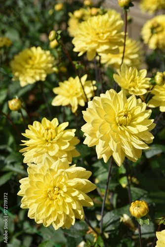 Fototapeta Naklejka Na Ścianę i Meble -  Dahlia jaune en été au jardin