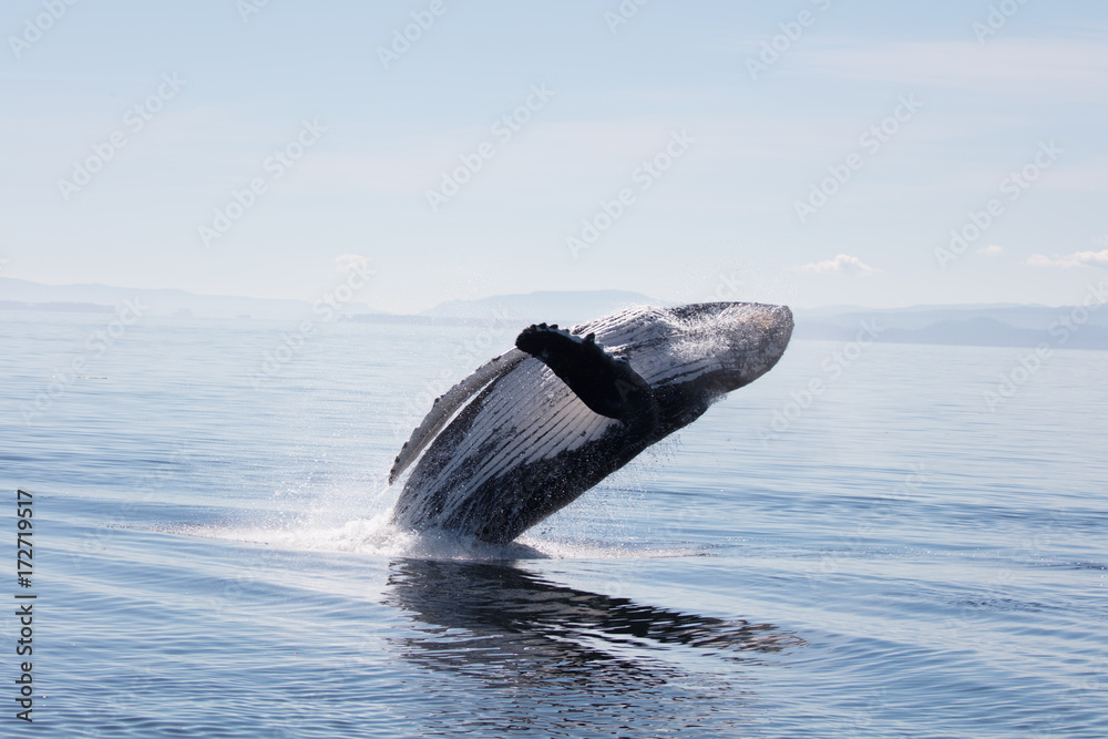 Naklejka premium Humpback Whale