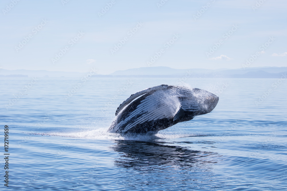 Fototapeta premium Humpback Whale