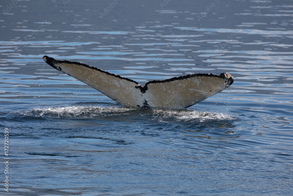 Fototapeta premium Humpback Whale