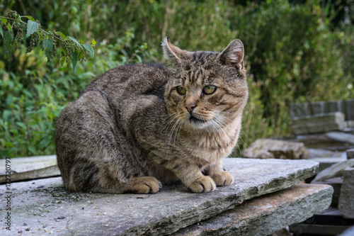 Fototapeta Naklejka Na Ścianę i Meble -  brown cat on concrete rock close up view in garden