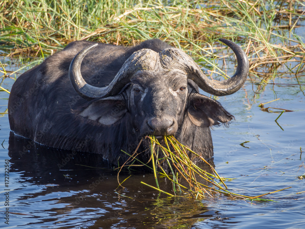 Huge water buffalo with impressive horns at water of Chobe River National Park, Botswana, Southern Africa