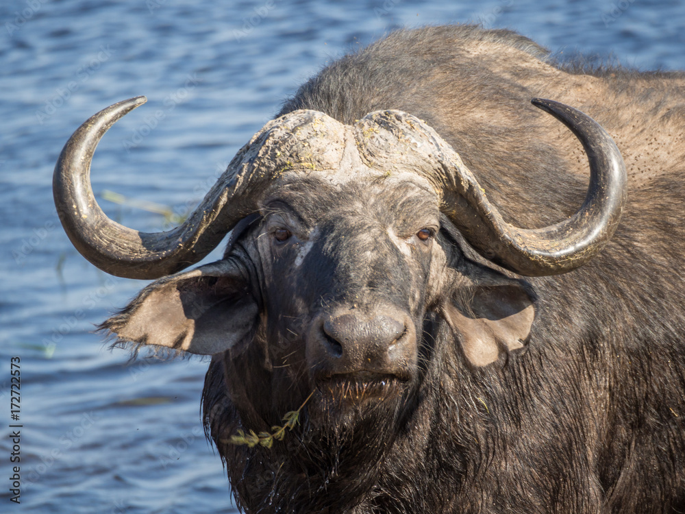 Naklejka premium Huge water buffalo with impressive horns at water of Chobe River National Park, Botswana, Southern Africa