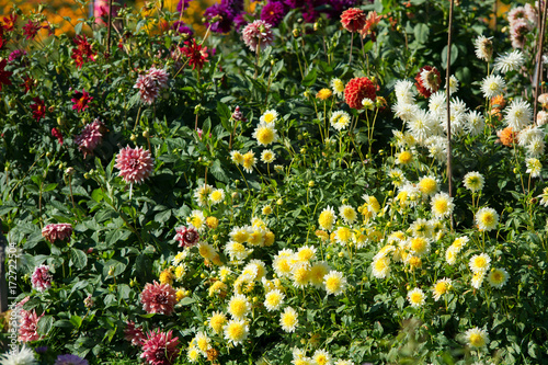 Fototapeta Naklejka Na Ścianę i Meble -  Flowers  dahlia in the garden