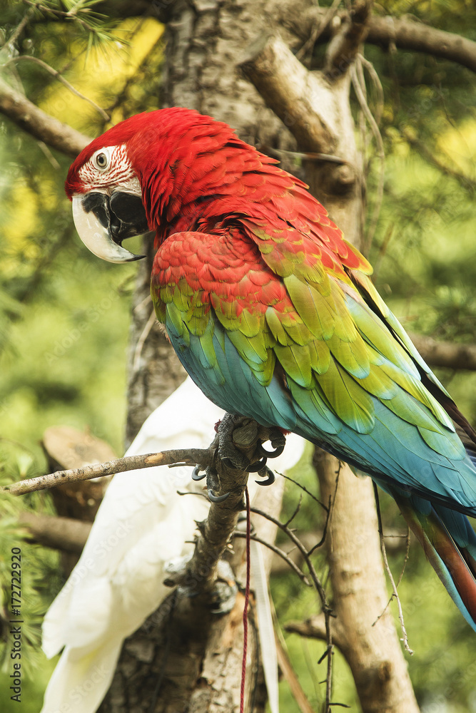 Fototapeta premium A Rainbow Macaw on A Tree