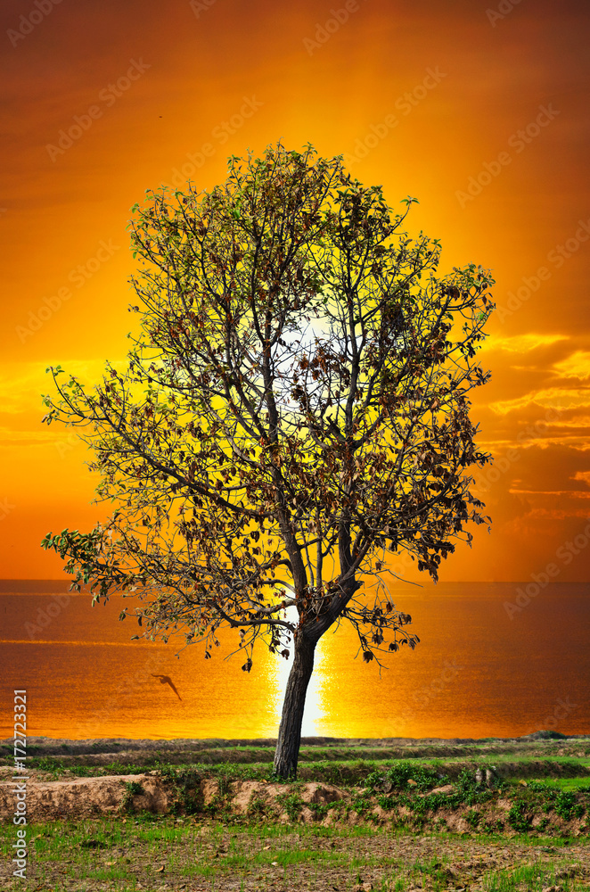 dry tree with withered leaves at sunset and golden sky on lake.