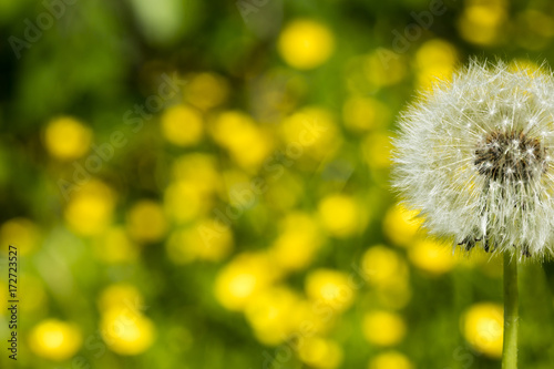 Fototapeta Naklejka Na Ścianę i Meble -  Detail on a seed head of a dandelion flower with blurred yellow flowers in the background