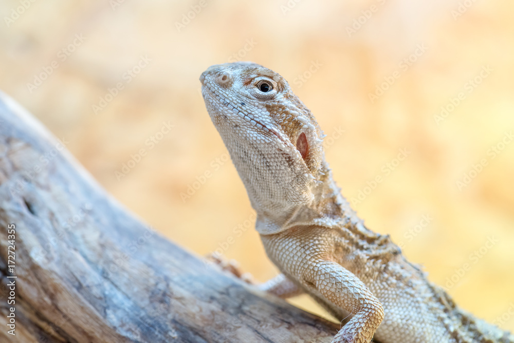 Pogona henrylawsoni-Bearded Dragon on a wood branch Pogona henrylawsoni-Bearded Dragon on a wood branch