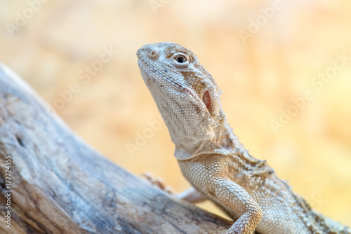 Pogona henrylawsoni-Bearded Dragon on a wood branch © Pixavril