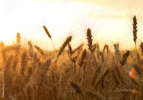field with ripe Golden ears of corn against the bright  sun