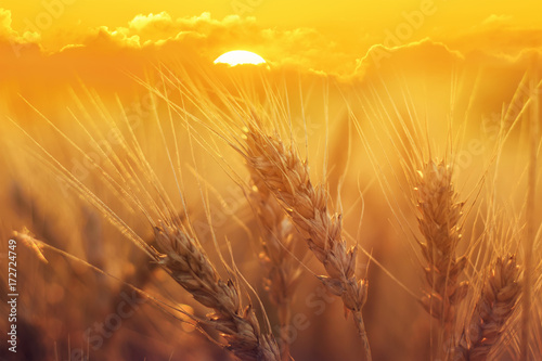 field with ripe Golden ears of corn against the bright setting sun