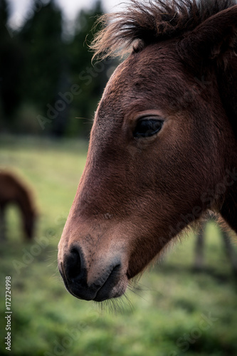 Close up of a foal