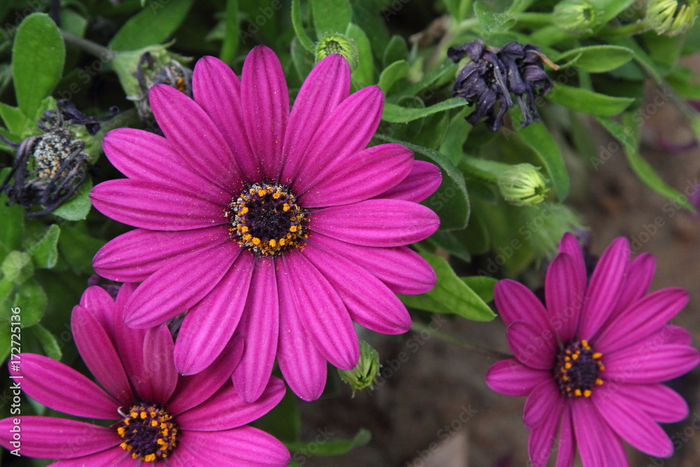 Obraz premium Spring Flowers in Greece, year 2017